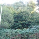 Teilansicht_des_Grundstücks