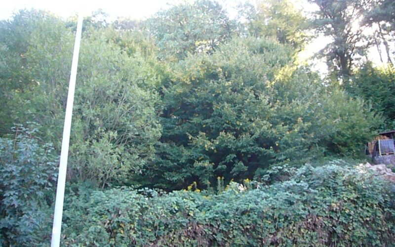 Teilansicht_des_Grundstücks