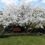 und im Frühjahr blüht es in Ihrem Garten