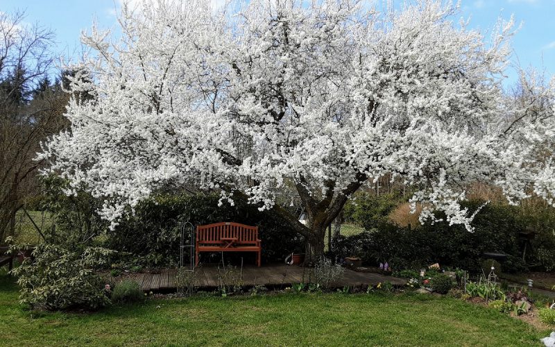 und im Frühjahr blüht es in Ihrem Garten