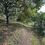 Ausschitt des terrasierten Gatens